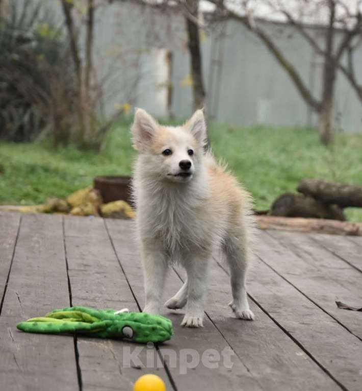 Собаки в Москве: Ненецкая оленегонная лайка, кобель Жиган. Мальчик, 60 000 руб. - фото 9