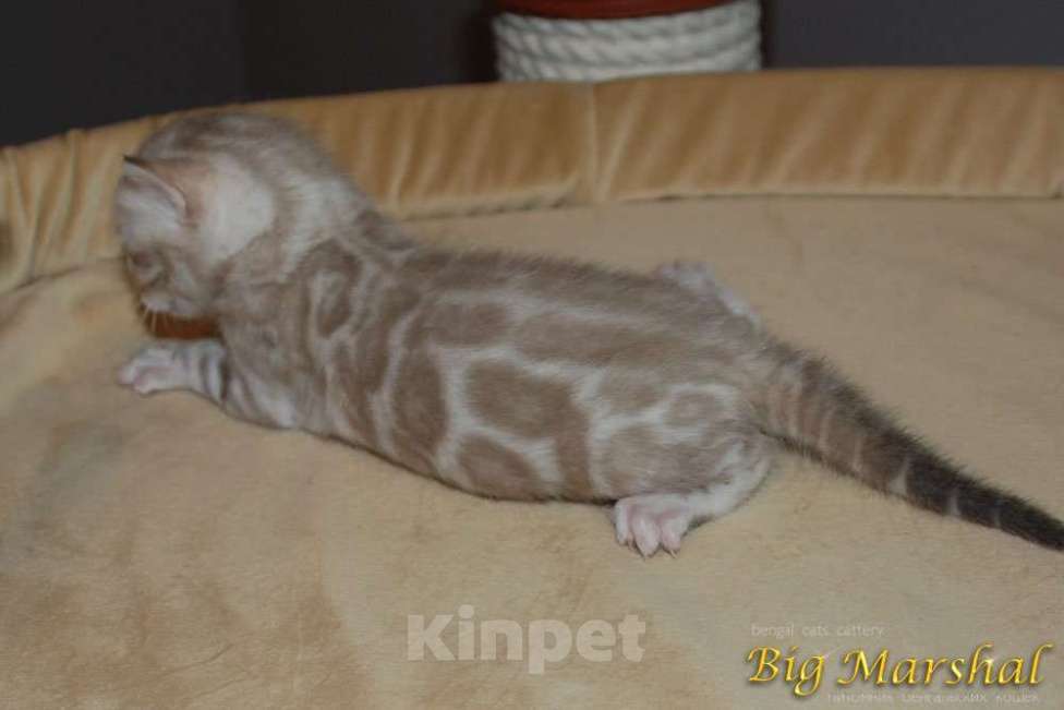 Кошки в Москве: Бенгальский котик Мальчик, 65 000 руб. - фото 5