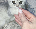 Кошки в других городах Московской области: Серебристая шиншилла скоттиш-фолд девочкаевочка Девочка, 15 000 руб. - фото 2