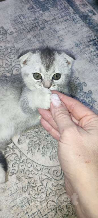 Кошки в других городах Московской области: Серебристая шиншилла скоттиш-фолд девочкаевочка Девочка, 15 000 руб. - фото 2