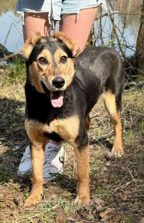 Собаки в Пушкино: отдам собаку Девочка, Бесплатно - фото 9