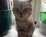 Кошки в Санкт-Петербурге: Британская кошка (метис) Девочка, Бесплатно - фото 1