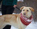 Собаки в Москве: Молодая лабрадор Одри в добрые руки Девочка, 1 руб. - фото 3