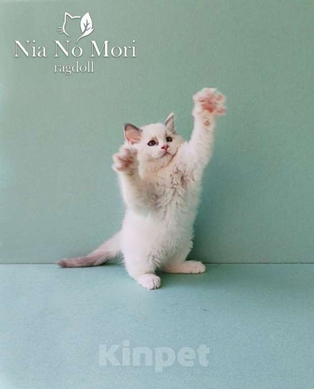 Кошки в Пензе: Котёнок девочка породы Рэгдолл - Bella Девочка, 65 000 руб. - фото 9