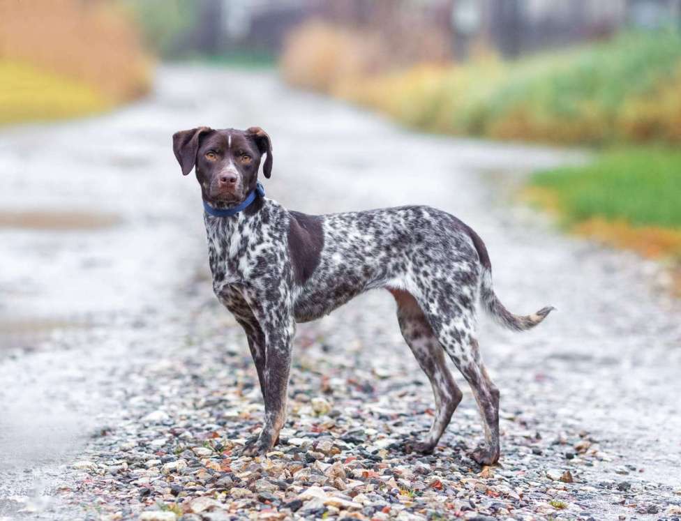 Собаки в других городах Московской области: Осетинка в добрые руки Девочка, Бесплатно - фото 6