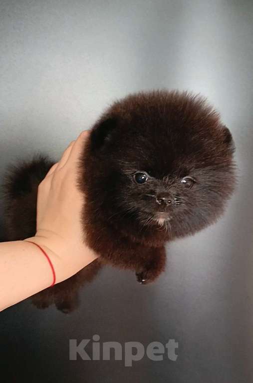 Собаки в Москве: Померанский шпиц черный мини мальчик Мальчик, 23 000 руб. - фото 3