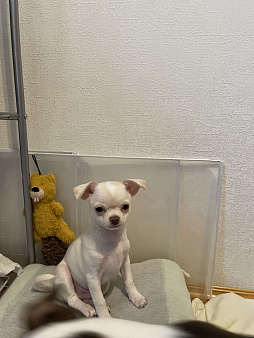 Мальчик мини белый