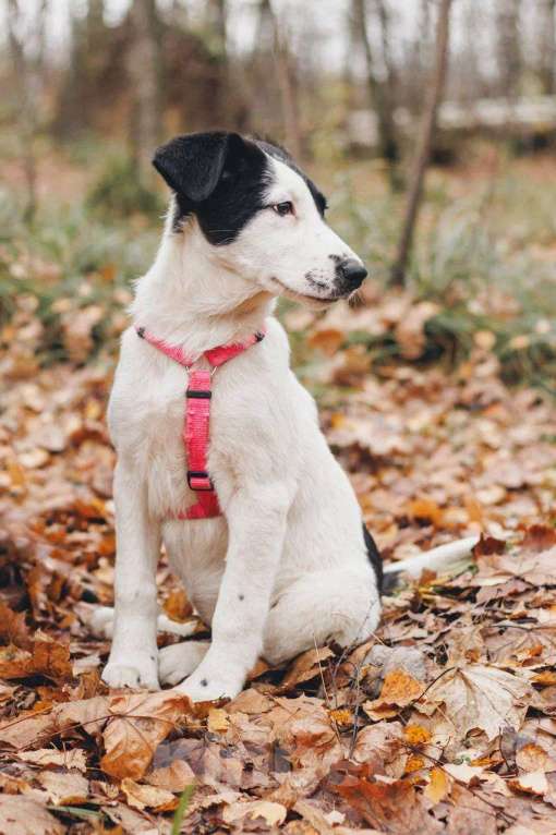 Собаки в Москве: Твиги - девочка, 2 месяца, ищет дом  Девочка, Бесплатно - фото 4