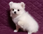 Собаки в Москве: Белоснежный мини мальчик Мальчик, 25 000 руб. - фото 1