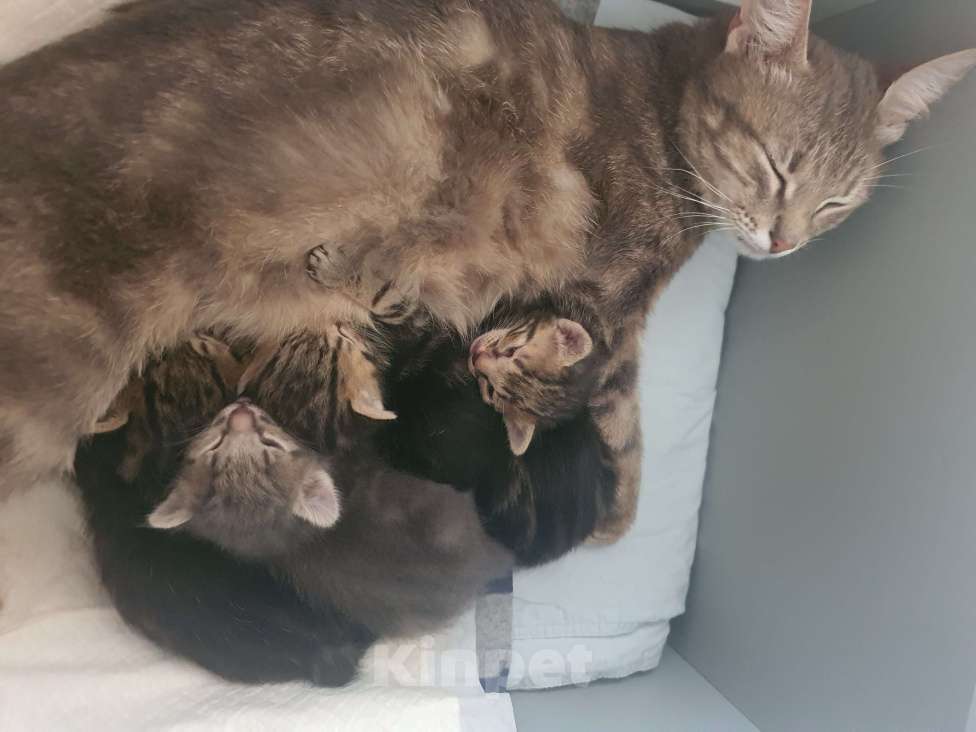 Кошки в других городах Московской области: Алиска Девочка, Бесплатно - фото 2