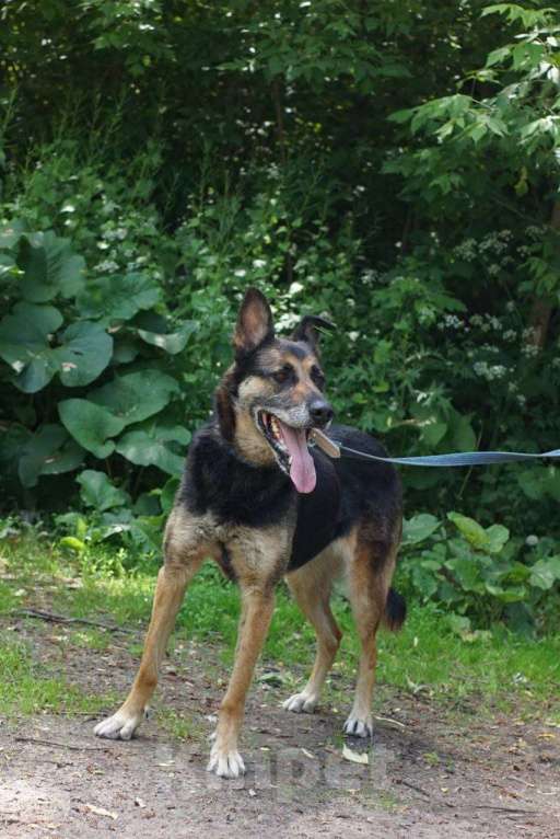 Собаки в Балашихе: Очаровательная Цуна ищет семью Девочка, Бесплатно - фото 5