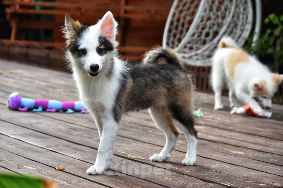 Собаки в Москве: Ненецкая оленегонная лайка. Сука Алекса. Девочка, 60 000 руб. - фото 3