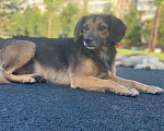 Собаки в Москве: ФИФОЧКА Девочка, Бесплатно - фото 2