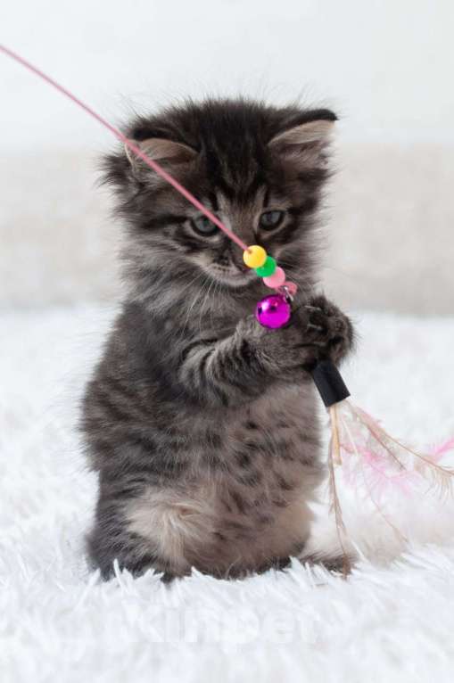 Кошки в Москве: Срочно ищут дом три малыша-солнышка.  Девочка, Бесплатно - фото 2