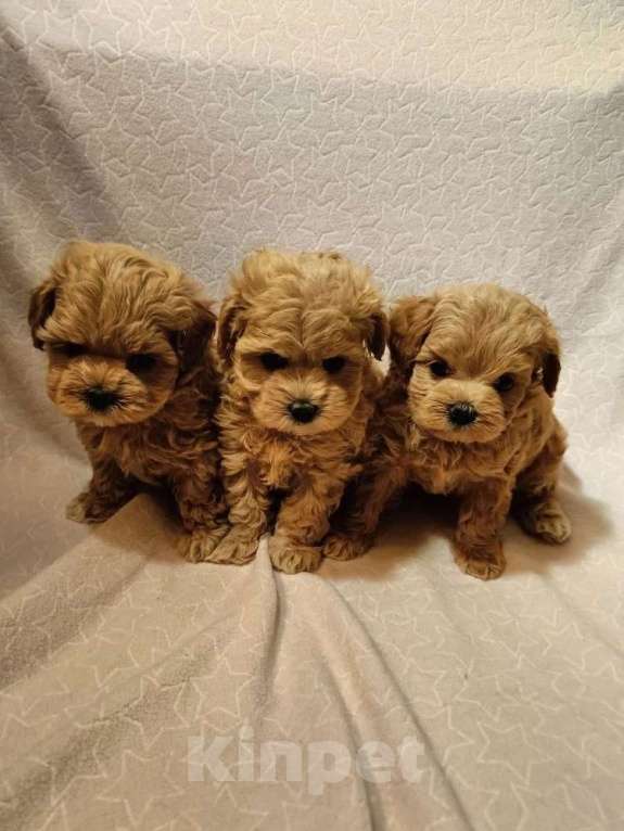 Собаки в Екатеринбурге: Мальтипу f1 Мальчик, 100 000 руб. - фото 5