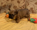 Собаки в Санкт-Петербурге: Шикарный мальчик французского бульдога Мальчик, 40 000 руб. - фото 4