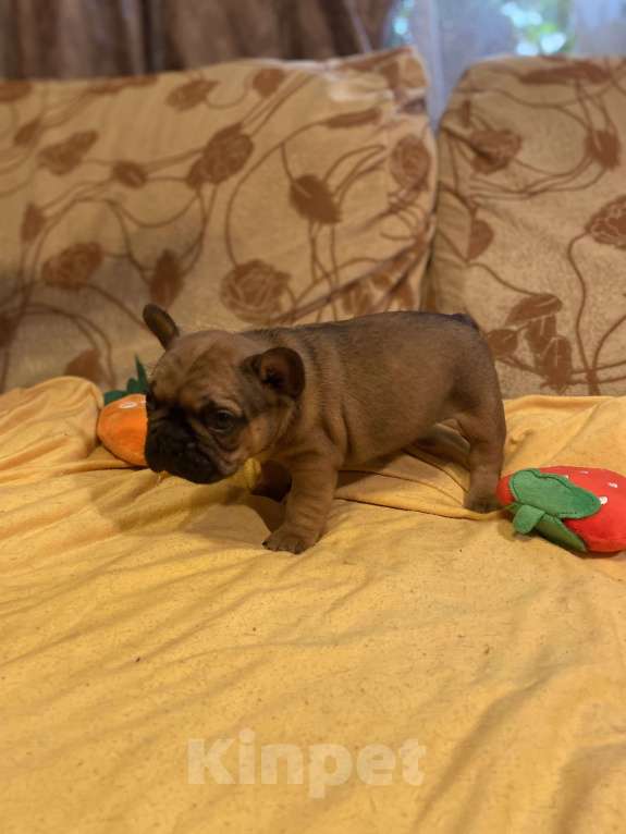 Собаки в Санкт-Петербурге: Шикарный мальчик французского бульдога Мальчик, 40 000 руб. - фото 4