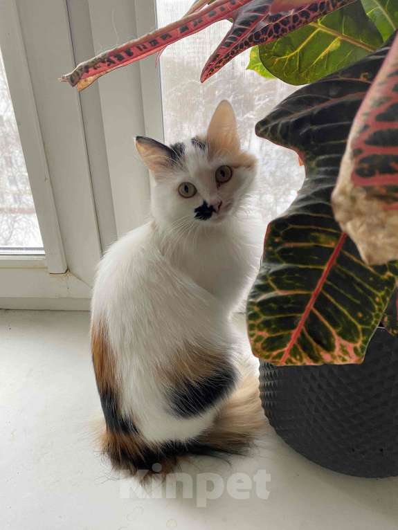 Кошки в Москве: Миниатюрная кошечка Буся в дар. Девочка, Бесплатно - фото 2