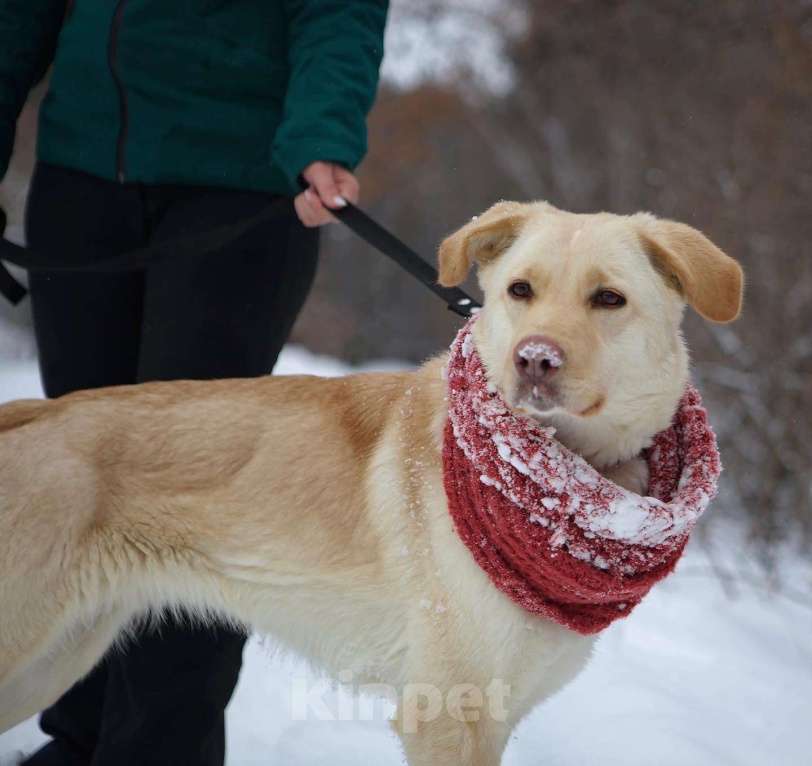 Собаки в Москве: Молодая лабрадор Одри в добрые руки Девочка, 1 руб. - фото 3