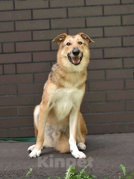 Собаки в Москве: Анри, некрупный домашний песик с большим добрым сердцем ищет дом Мальчик, 10 руб. - фото 5
