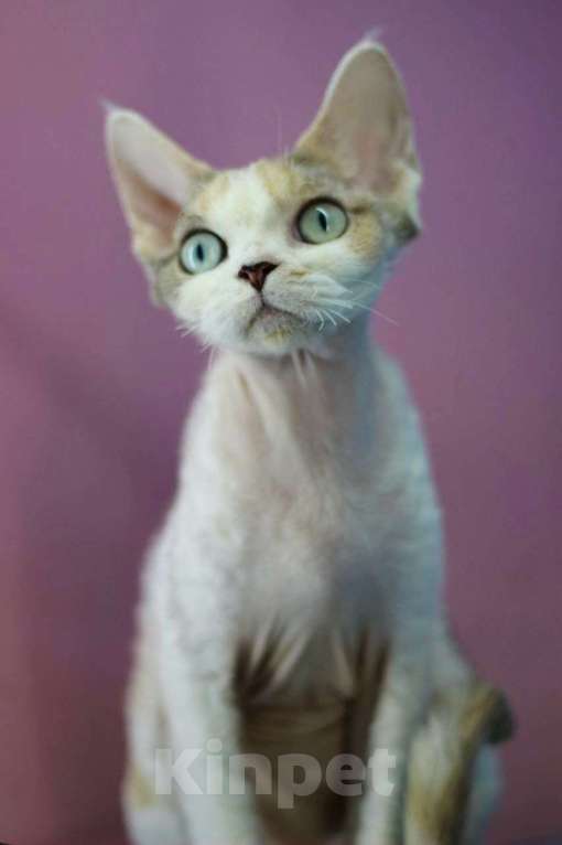 Кошки в Севастополе: Девон-рекс, кошка Девочка, 100 000 руб. - фото 4