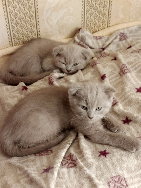 Кошки в Петровске: Продам котят Мальчик, Бесплатно - фото 2