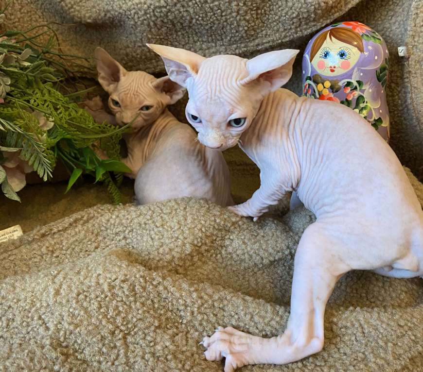 Кошки в Москве: Топовая кошечка канадского сфинкса Девочка, 35 000 руб. - фото 4