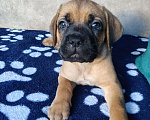 Собаки в других городах Краснодарского края: Кане-Корсо, щенок Девочка, 20 000 руб. - фото 1