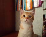 Кошки в Москве: Шотландский котенок скоттиш-страйт Мальчик, 20 000 руб. - фото 3