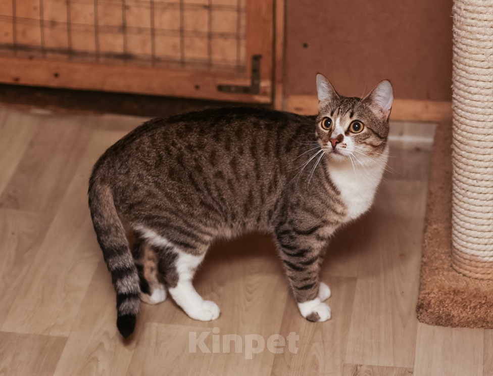 Кошки в Москве: Шикарные молодые котики и кошечки (1 г.) в дар Девочка, Бесплатно - фото 2