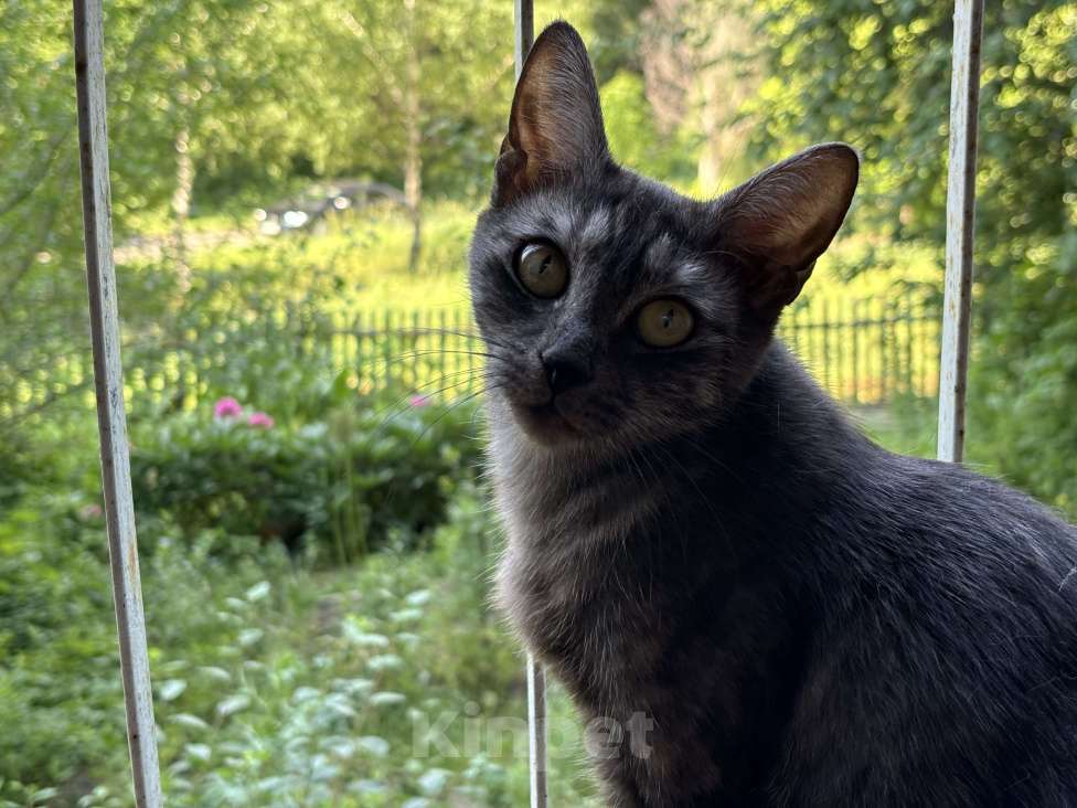 Кошки в Казани: Отдам кошку бесплатно, стерилизована  Девочка, Бесплатно - фото 3