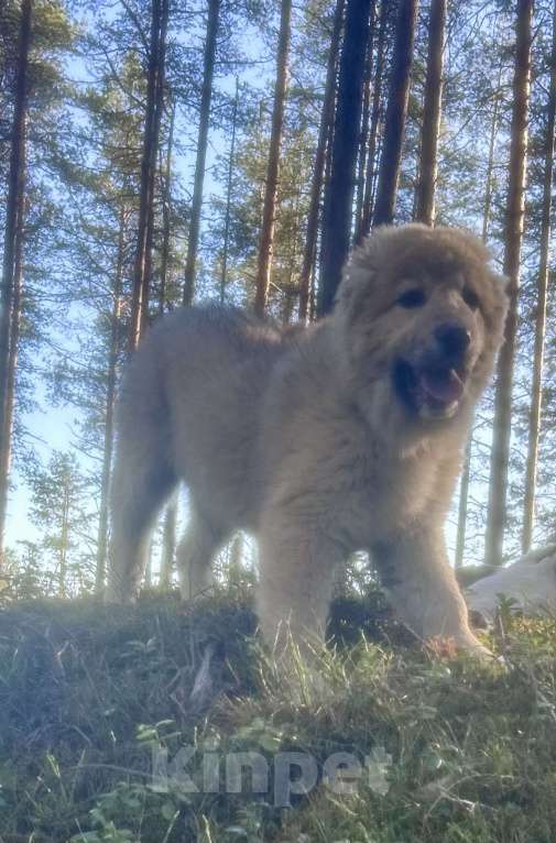 Собаки в Медвежьегорске: Продам щенков Девочка, Бесплатно - фото 1