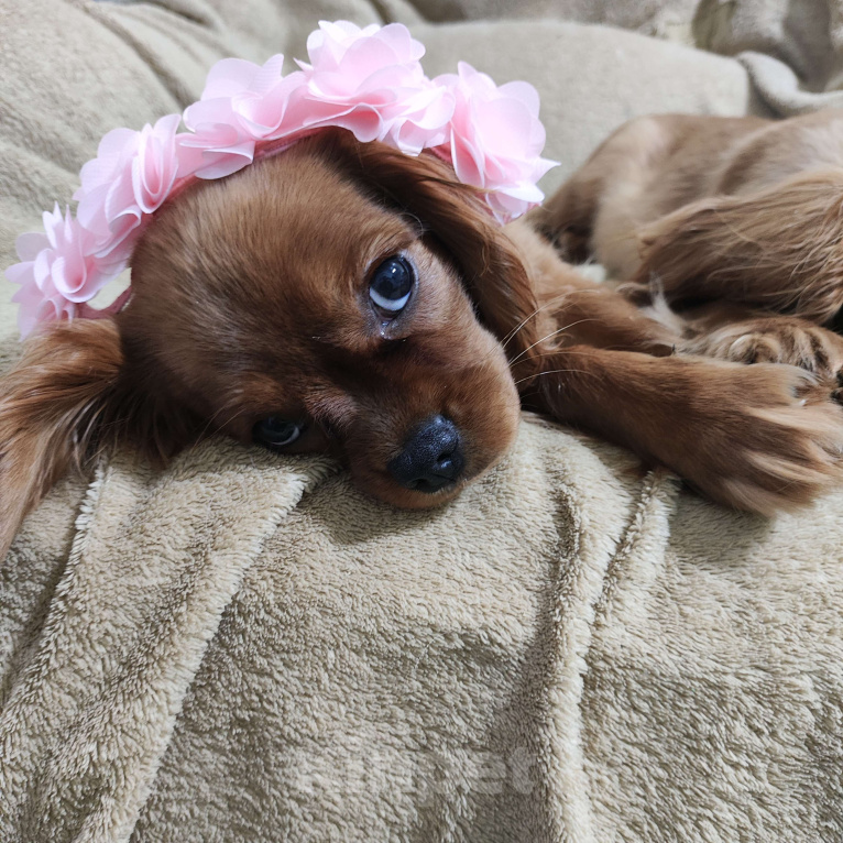 Собаки в Москве: Щенки Кавалер Кинг Чарльз спаниель Мальчик, 80 000 руб. - фото 5