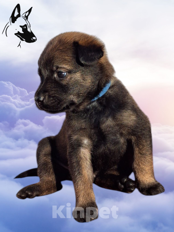 Собаки в Донецке: Бронь на щенка Мальчик, 55 000 руб. - фото 9