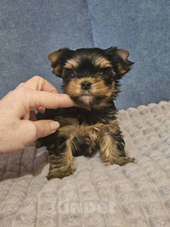 Собаки в Москве: Небольшая девочка йорка  Девочка, 100 000 руб. - фото 2