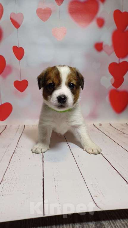 Собаки в Москве: Щенки Джек рассел терьер Мальчик, 25 000 руб. - фото 6