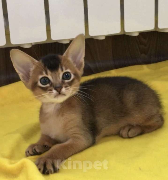Кошки в Верее: Абиссинский чистокровный котёнок Мальчик, 30 000 руб. - фото 4