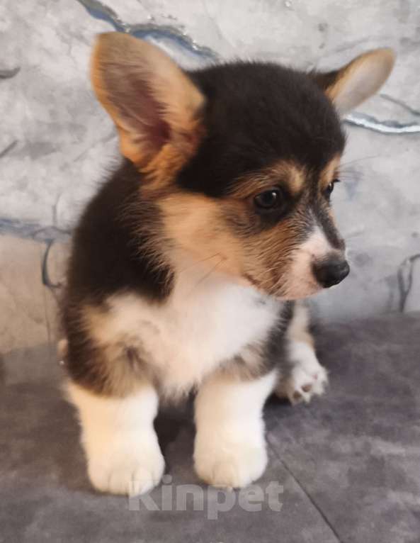 Собаки в других городах Краснодарского края: Очаровашки коржики Мальчик, 35 000 руб. - фото 5