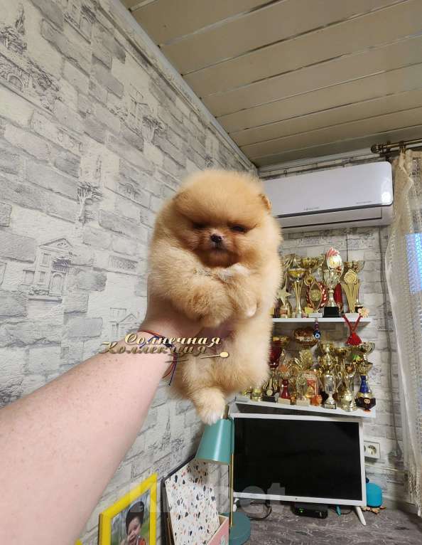 Собаки в Москве: Девочка померанского шпица из племенного питомника Ркф Девочка, Бесплатно - фото 1