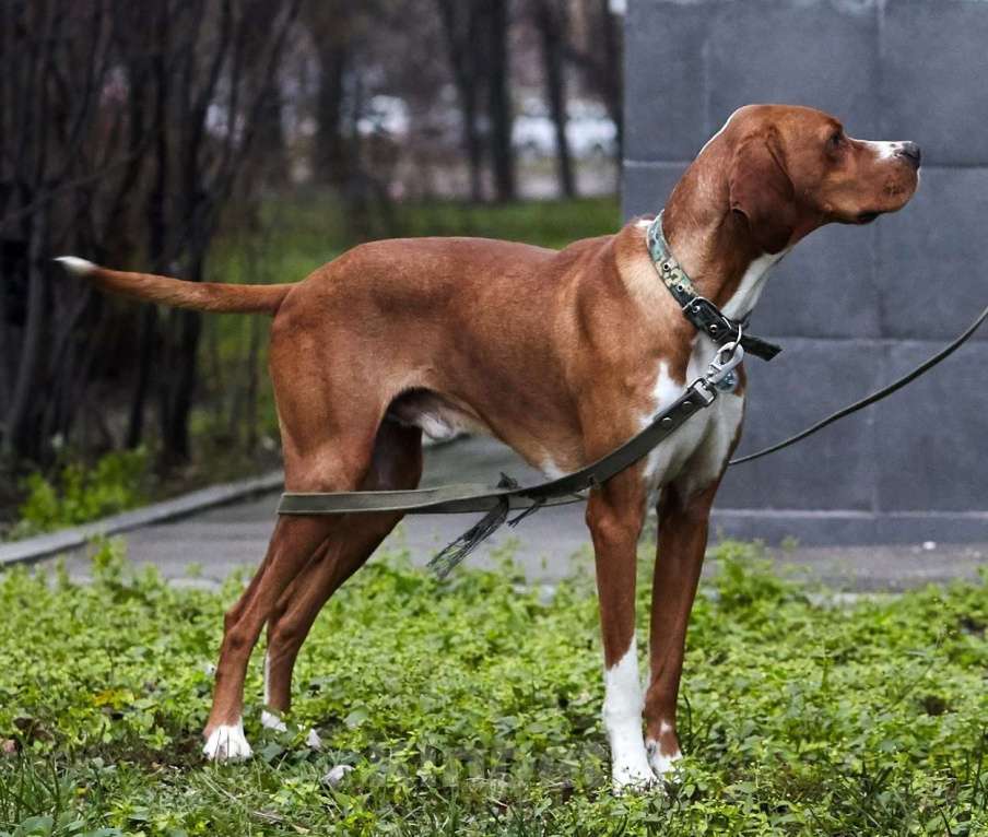 Собаки в Москве: Красавчик Бруно в дар Мальчик, Бесплатно - фото 4
