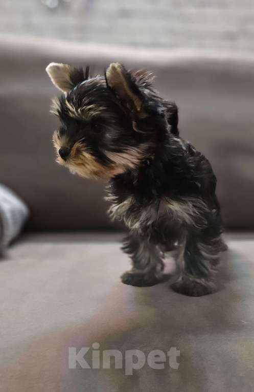 Собаки в Санкт-Петербурге: Щенок цветного йорка девочка  Девочка, 60 000 руб. - фото 2