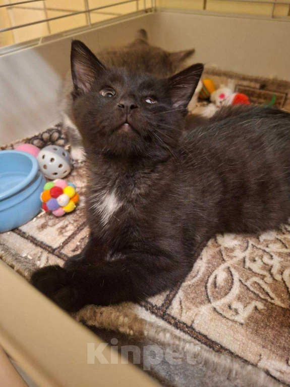 Кошки в Москве: Особенные котята ищут дом Разнополые, Бесплатно - фото 3