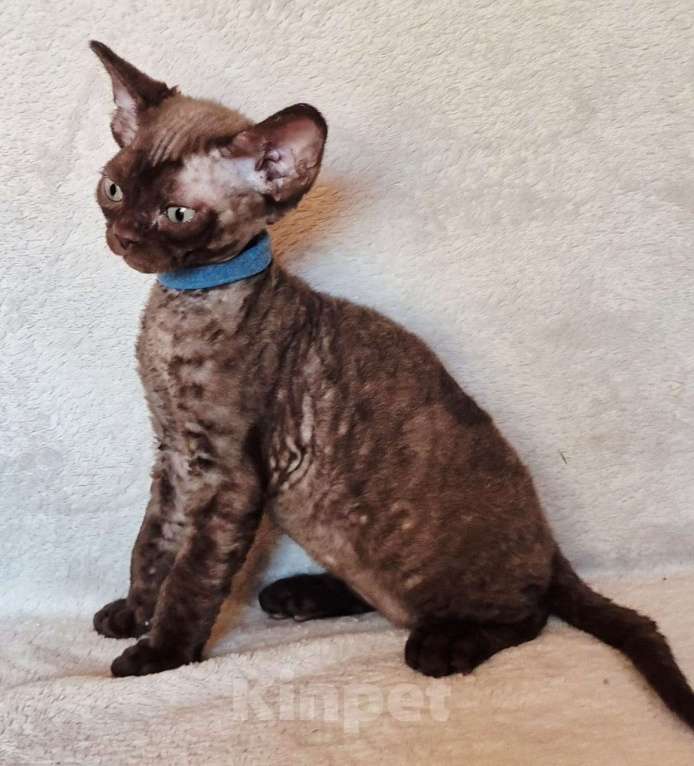 Кошки в Москве: Шоколадный мальчик  Мальчик, 70 000 руб. - фото 3
