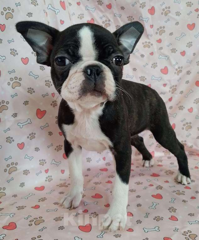 Собаки в Новосибирске: Щенок Бостон терьера Мальчик, 60 000 руб. - фото 2