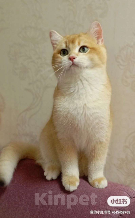 Кошки в Санкт-Петербурге: Армани Мальчик, 100 000 руб. - фото 1