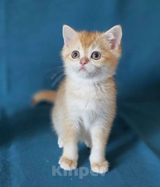 Кошки в Калуге: Quiana SFS 71 by 12 Девочка, Бесплатно - фото 4