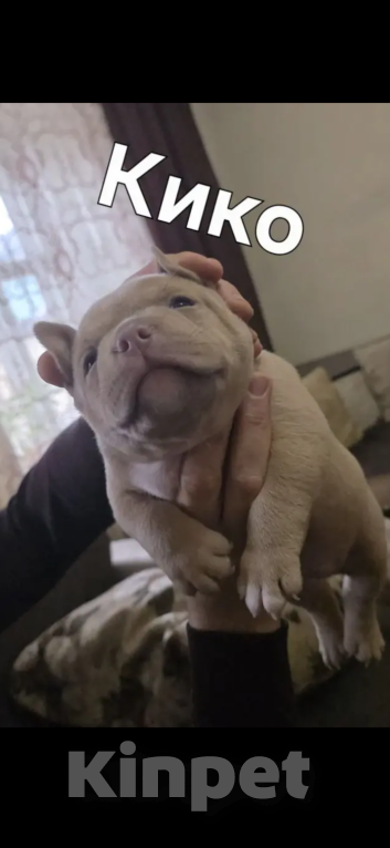 Собаки в Ставрополе: Щенки Американского Булли Мальчик, 80 000 руб. - фото 3