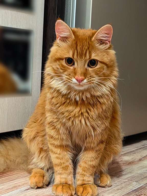 Кошки в Краснодаре: Отдам кота в добрые руки, обеспеченным хозяевам Мальчик, Бесплатно - фото 1