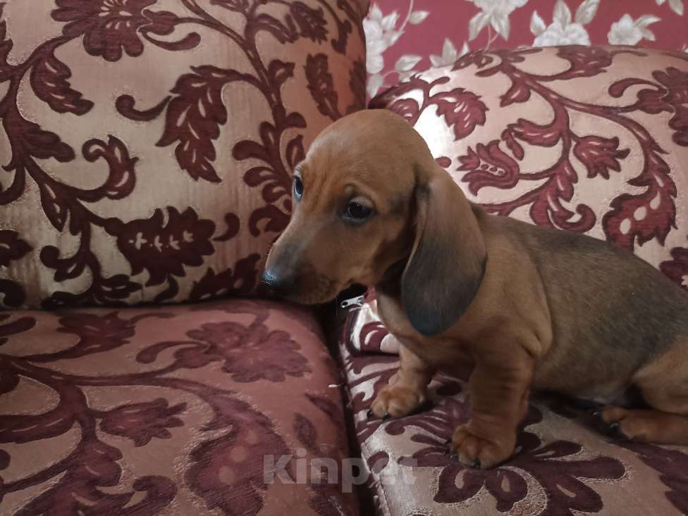 Собаки в Тамбове: Щенок таксы кобель Мальчик, Бесплатно - фото 4