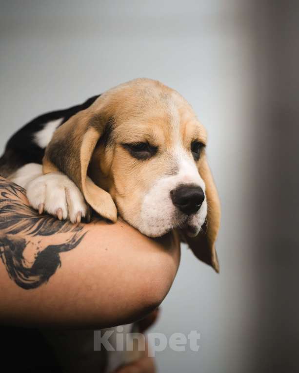 Собаки в Москве: Щенок бигль РКФ. Мальчик, 60 000 руб. - фото 2